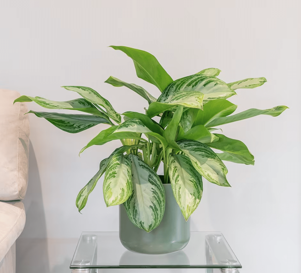 Silver bay chinese evergreen on glass table